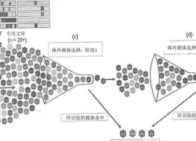 探讨Facebook上的女明星和其影响力