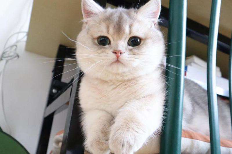 探索Facebook在中国的使用和限制情况